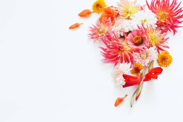 istock autumn flowers on white background 1091613272