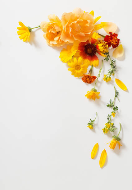 istock yellow and orange flowers on white background 1091613304