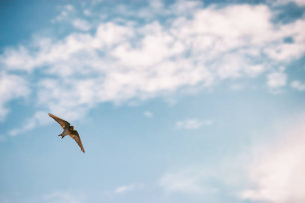 istock sky and bird welcome swallow 1091614386