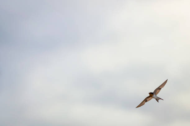 istock sky and bird welcome swallow 1091615476