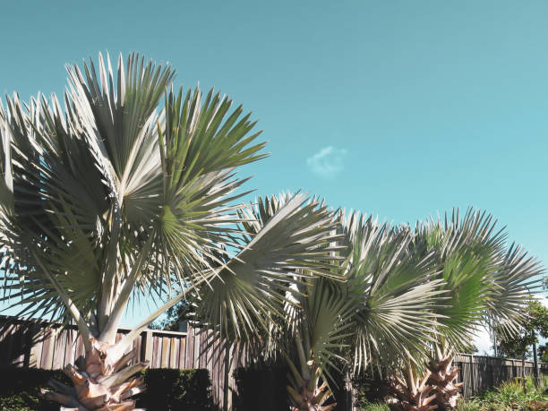 istock palm plants plant 1091615696