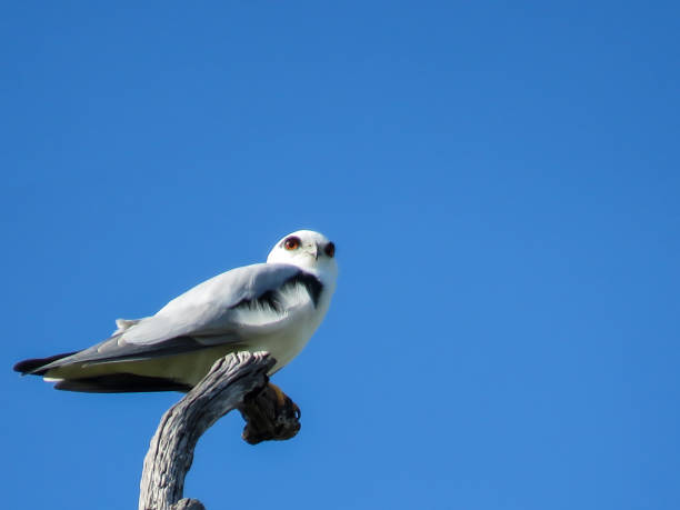 istock Black-shouldered Kites Australian bird 1091617912