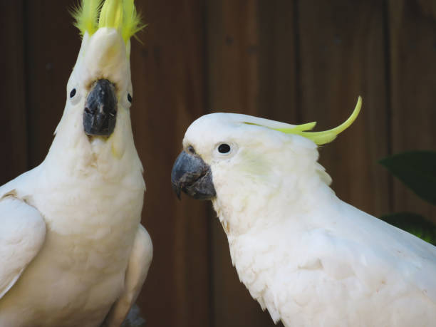 The Sulphur-crested Cockatoo (Cacatua galerita) pair portrait