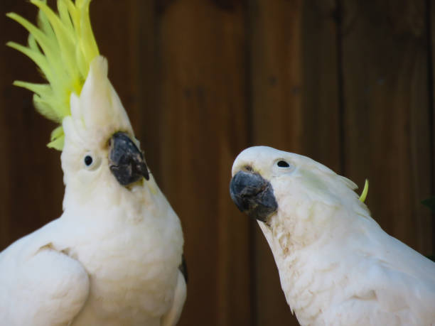 istock The Sulphur-crested Cockatoo (Cacatua galerita) pair portrait 1091618202