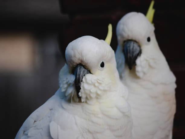 istock The Sulphur-crested Cockatoo (Cacatua galerita) pair portrait 1091618292