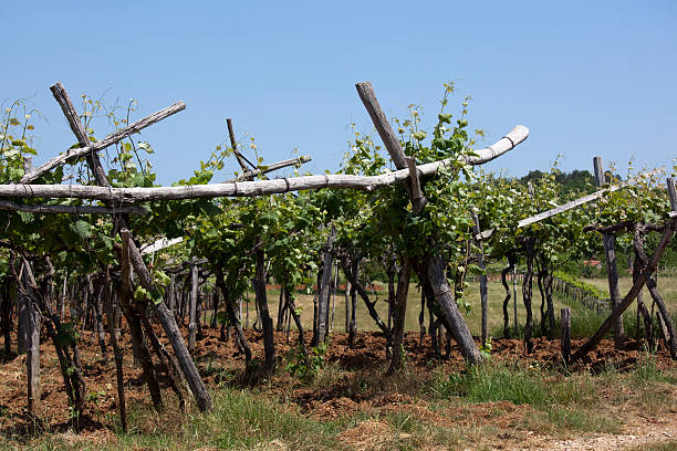 istock Slovenia Summertime Vineyard Winery Rural Scenes 109162195