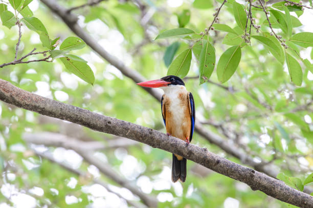istock black-capped kingfisher is a tree kingfisher which is widely distributed in tropical Asia 1091622656