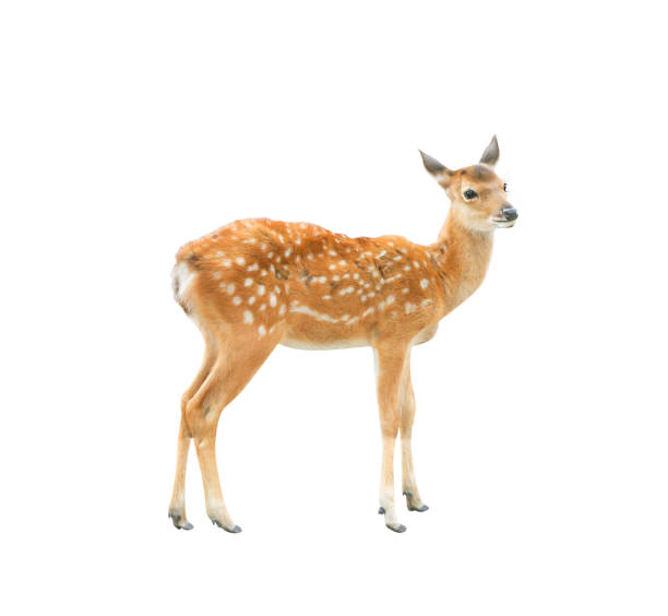istock Young deer standing and looking isolated on white background with clipping path 1091623104