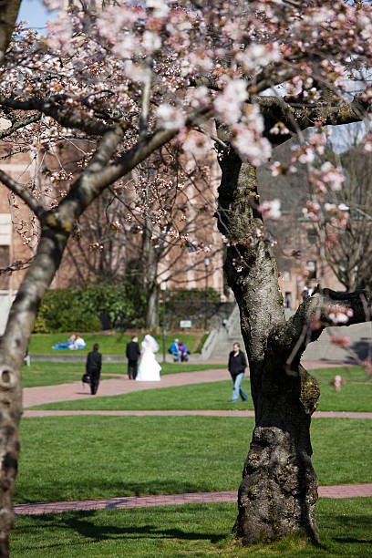 istock Cherry Blossoms on the UW Campus 109162333