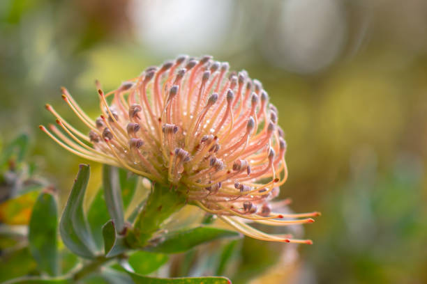 istock Sunlit Coral Protea Flower with Morning Dew 1091623634
