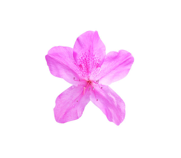 istock Pink or purple rhododendron isolated on white background with clipping path 1091624918