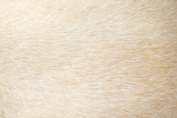 istock Light brown dog fur patterns texture , Nature animal background 1091625112