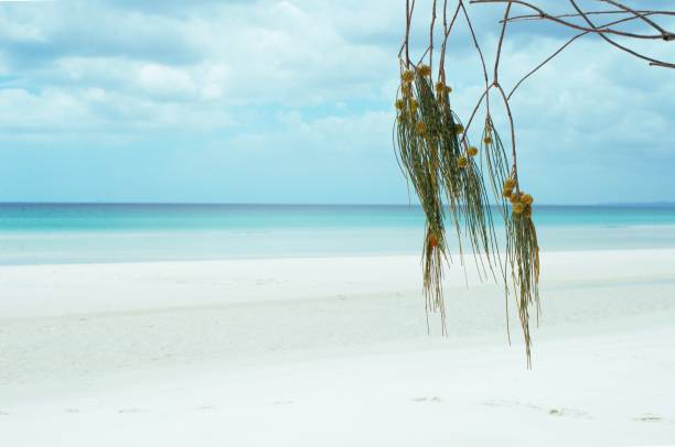 Suruchi Tree 1,100+ Casuarina Trees Beach Stock Photos, Pictures & Royalty-Free ...