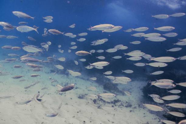 istock School of fish and blue sea 1091629278
