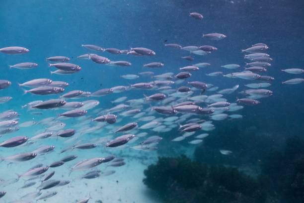 istock School of fish and blue sea 1091630772