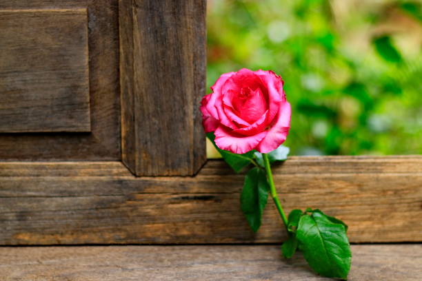 istock Pink rose placed on old wooden floors. 1091631632