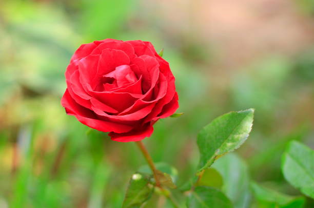Beautiful red rose in the garden.Stock photo