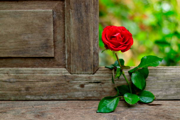istock Red rose on a beautiful blurred background. 1091631742