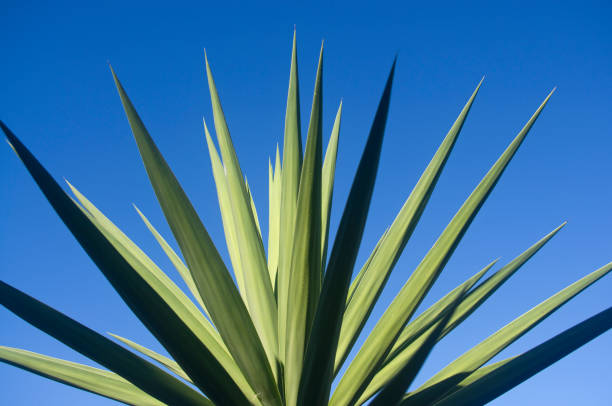 istock Desert Plant against blue sky 1091636572