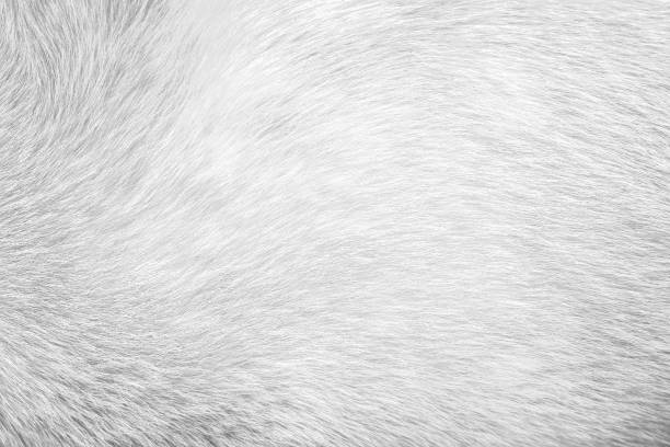 istock Texture fur gray dog for background,Natural animal patterns skin 1091636690