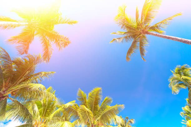 istock Palm trees at blue sunny sky background. Free space for your text. Vacation background. 1091640068