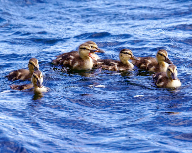 istock Baby duckling out for a swim 1091642502