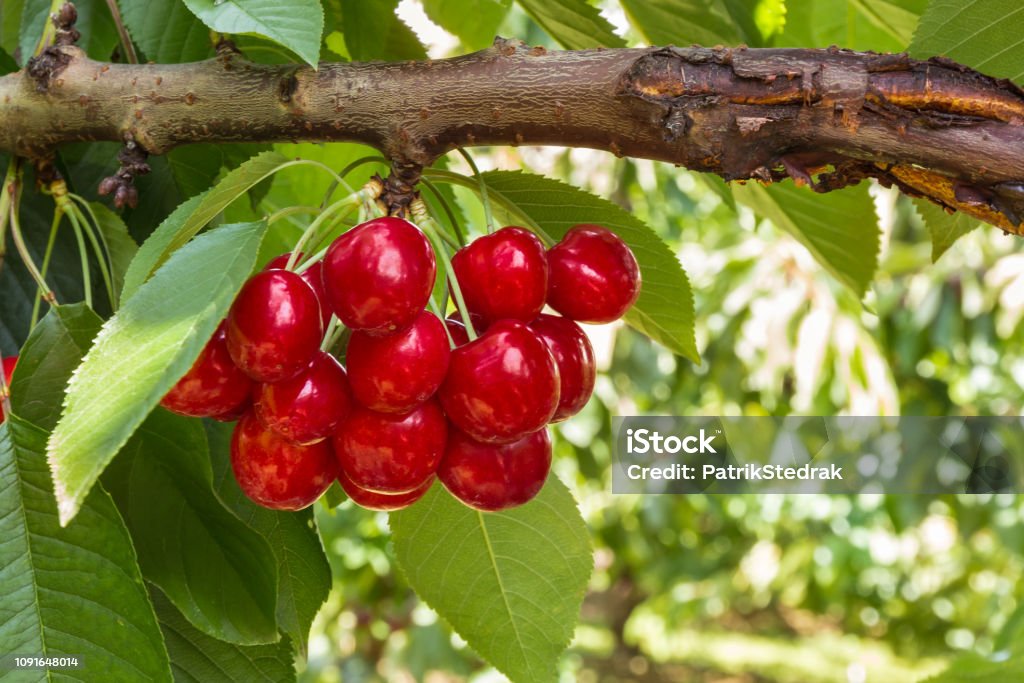ripe cherries on cherry tree with copy space bunch of ripe cherries on cherry tree with copy space Antioxidant Stock Photo