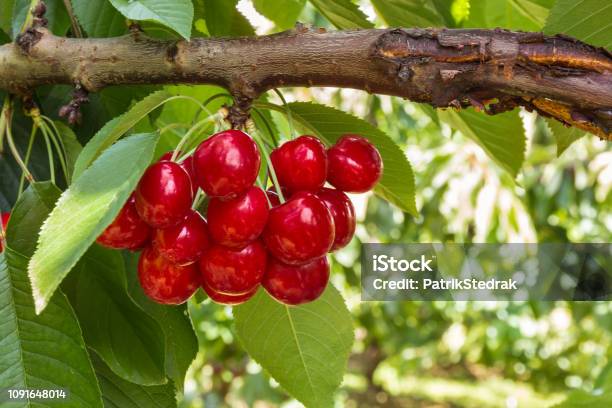 Ripe Cherries On Cherry Tree With Copy Space Stock Photo - Download Image Now - Antioxidant, Branch - Plant Part, Bunch