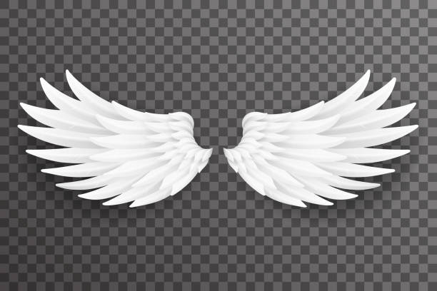 illustrations, cliparts, dessins animés et icônes de oiseau blanc ange ailes mouche conception réaliste 3d fond transparent illustration vectorielle - silhouette feather vector white