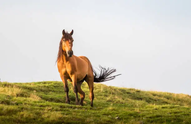 Photo of Brown horse poses in summer sunlight. Wild landscape with horses in summer season into the mountains.