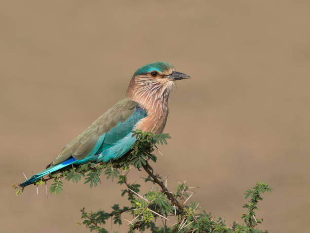 Indian Roller A portrait of an Indian Roller on a thorny perch coracias benghalensis stock pictures, royalty-free photos & images