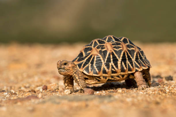 Star Tortoise A Star tortoise on an early morning walk tortoise stock pictures, royalty-free photos & images