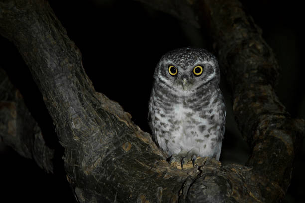 owlet maculato di notte - animal eye bird nature animal head foto e immagini stock