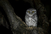 Spotted Owlet at night