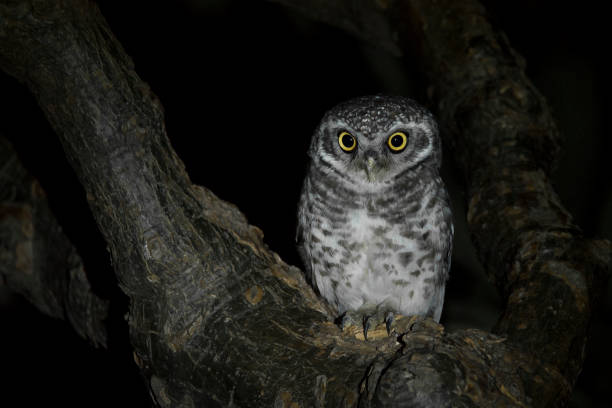 spotted owlet at night - animal eye bird nature animal head imagens e fotografias de stock