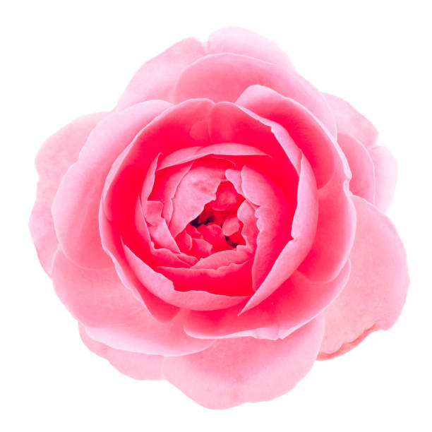 istock Rose flower isolated on white background 1091655556