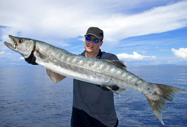 pêche en haute mer, prises de poissons, barracuda - barracuda photos et images de collection