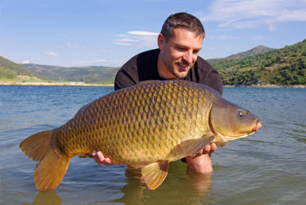 istock Fishing scene, catch of fish, large common carp 1091661092
