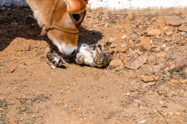 Cow and cat playing together outside the stall