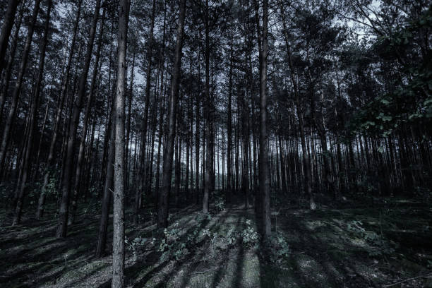 istock Mystical dark forest. The concept of fantasy, magic background, mysticism. Creative background. 1091664708