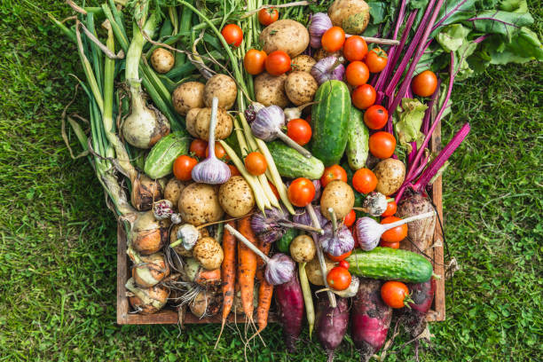 ボックスで新鮮な有機野菜。ファーム野菜収穫。 - beet vegetable box crate ストックフォトと画像