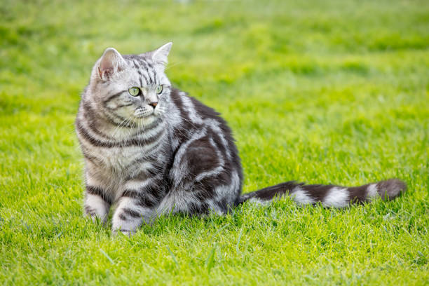 istock Pretty British Shorthair cat on a lawn 1091665188