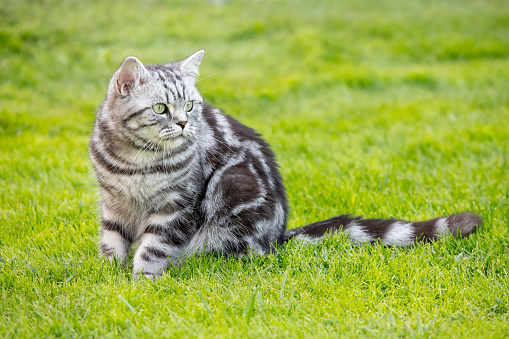 Pretty British Shorthair cat sitting on a green grass. Shallow depth of field.