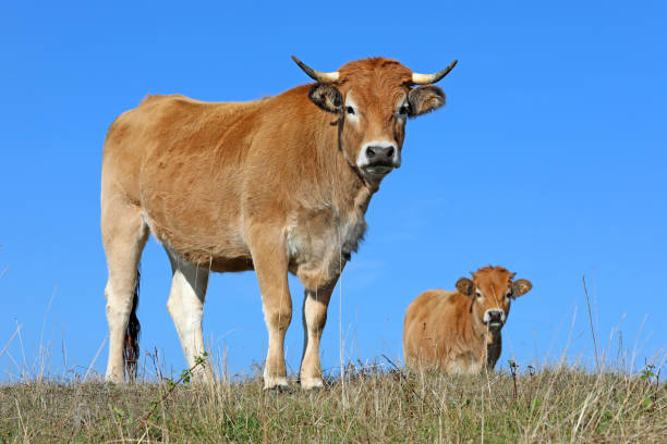 vacas jóvenes franceses - cencerro fotos fotografías e imágenes de stock