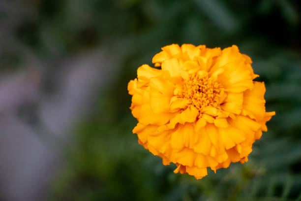 istock Marigold yellow flower close up 1091665332