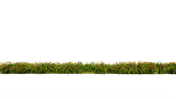 istock 3d rendering of row of flowers isolated on a white background for architectural use 1091665486