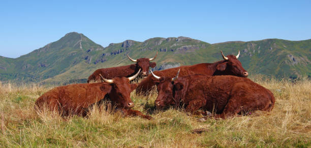istock french salers cow 1091665694