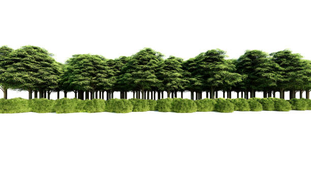 istock 3d rendering of a group of plants raw for architectrural background use isolated 1091667456