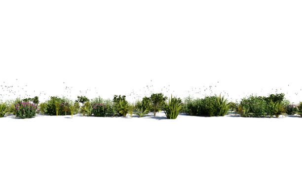 istock 3d rendering of a group of plants raw for architectrural background use isolated 1091667494