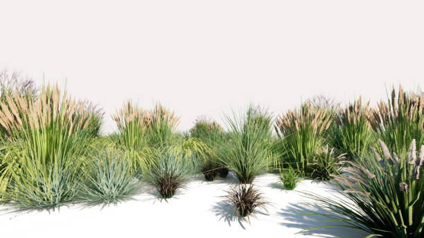 istock 3d rendering of a group of plants raw for architectrural background use isolated 1091667558